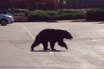 黑熊闖高貴林中心商場