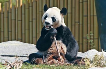 秋季與熊貓有個約會 多倫多動物園兒童免費