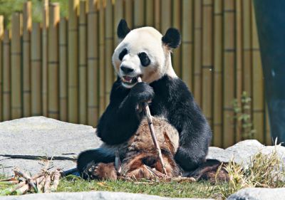 秋季與熊貓有個約會 多倫多動物園兒童免費