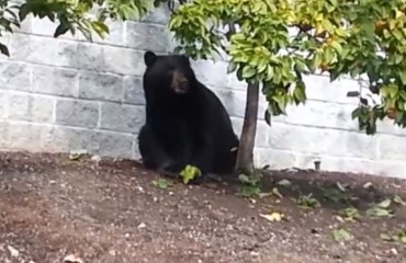 當心！黑熊現踪民宅