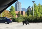 黑熊闖高貴林中心商場