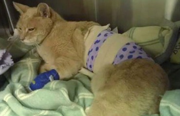 阿拉斯加市長貓被狗咬 需療傷