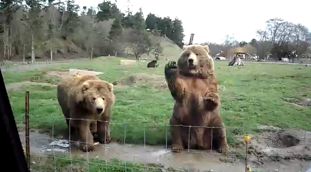 会挥手的熊熊