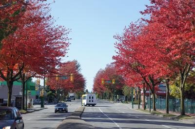 秋楓縱放 大溫「火紅」