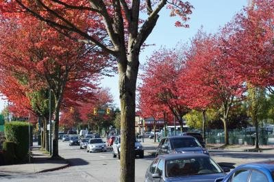 秋楓縱放 大溫「火紅」