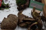 Vancouver Mushroom Show 溫哥華蘑菇展 2013