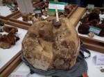 Vancouver Mushroom Show 溫哥華蘑菇展 2013