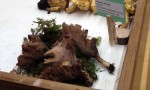 Vancouver Mushroom Show 溫哥華蘑菇展 2013