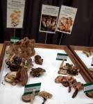 Vancouver Mushroom Show 溫哥華蘑菇展 2013