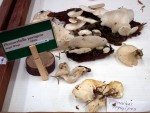 Vancouver Mushroom Show 溫哥華蘑菇展 2013