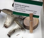 Vancouver Mushroom Show 溫哥華蘑菇展 2013