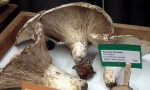 Vancouver Mushroom Show 溫哥華蘑菇展 2013