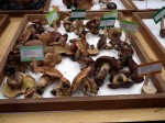 Vancouver Mushroom Show 溫哥華蘑菇展 2013