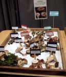 Vancouver Mushroom Show 溫哥華蘑菇展 2013