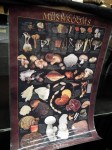 Vancouver Mushroom Show 溫哥華蘑菇展 2013