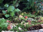 Vancouver Mushroom Show 溫哥華蘑菇展 2013