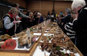 Vancouver Mushroom Show 溫哥華蘑菇展 2013