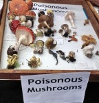 Vancouver Mushroom Show 溫哥華蘑菇展 2013