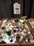 Vancouver Mushroom Show 溫哥華蘑菇展 2013