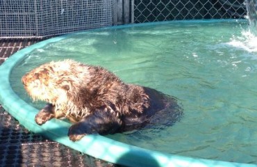 托菲諾頭部中槍水獺獲安置溫水族館