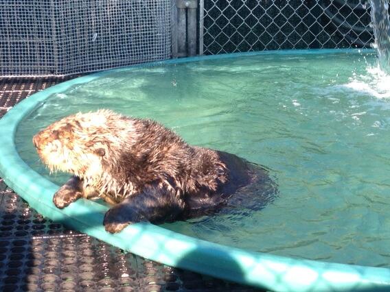 托菲諾頭部中槍水獺獲安置溫水族館