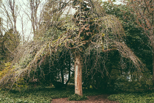 Upside Down Tree