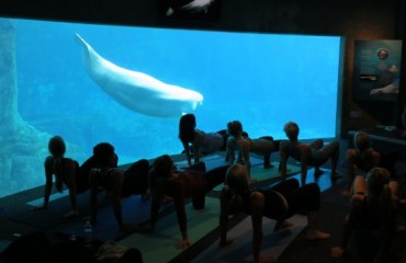 Yoga With The Beluga Whales 瑜伽與白鯨
