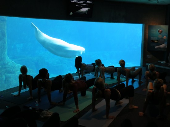 Yoga With The Beluga Whales 瑜伽與白鯨