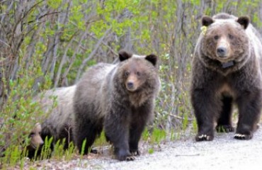 學者：卑省灰熊遭濫獵 恐危及生態