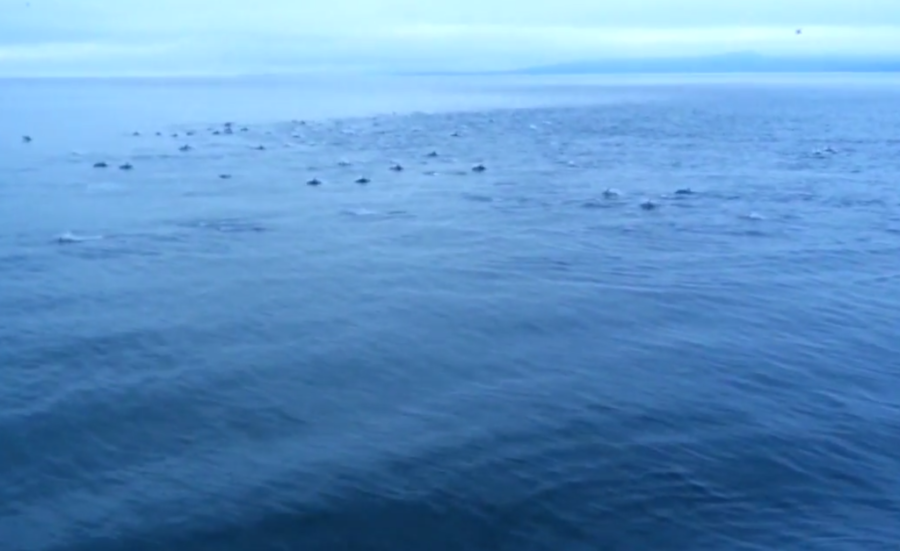 BC渡輪乘客遇見上千隻海豚