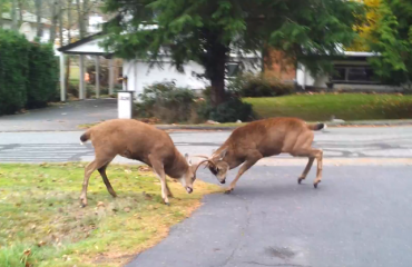 兩頭公鹿在家門口打架爭母鹿
