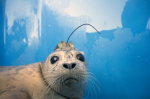 溫哥華水族館 放生海豹