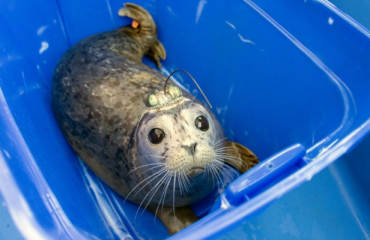 溫哥華水族館 放生海豹