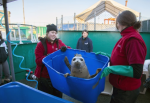 溫哥華水族館 放生海豹