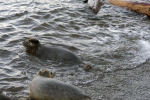 溫哥華水族館 放生海豹