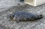 溫哥華水族館 放生海豹