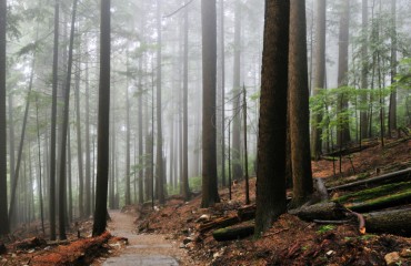 爬松雞登山道 男無端遭刺傷