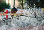 奇景相簿：溫市寒冬水管破裂形成“冰樹”