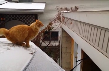 笨貓嘗試從鋪滿雪的車頂跳到樓頂，結果大失敗