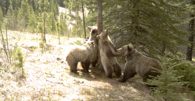 灰熊蹭樹起舞 短片爆紅