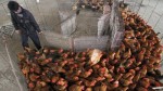 北美首例 加人染H5N1禽流感亡