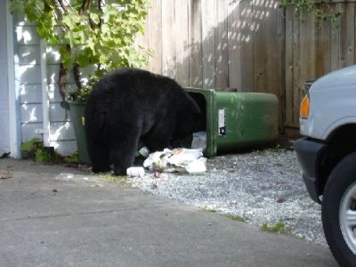 黑熊翻垃圾