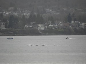 dolphins-in-vancouver-water