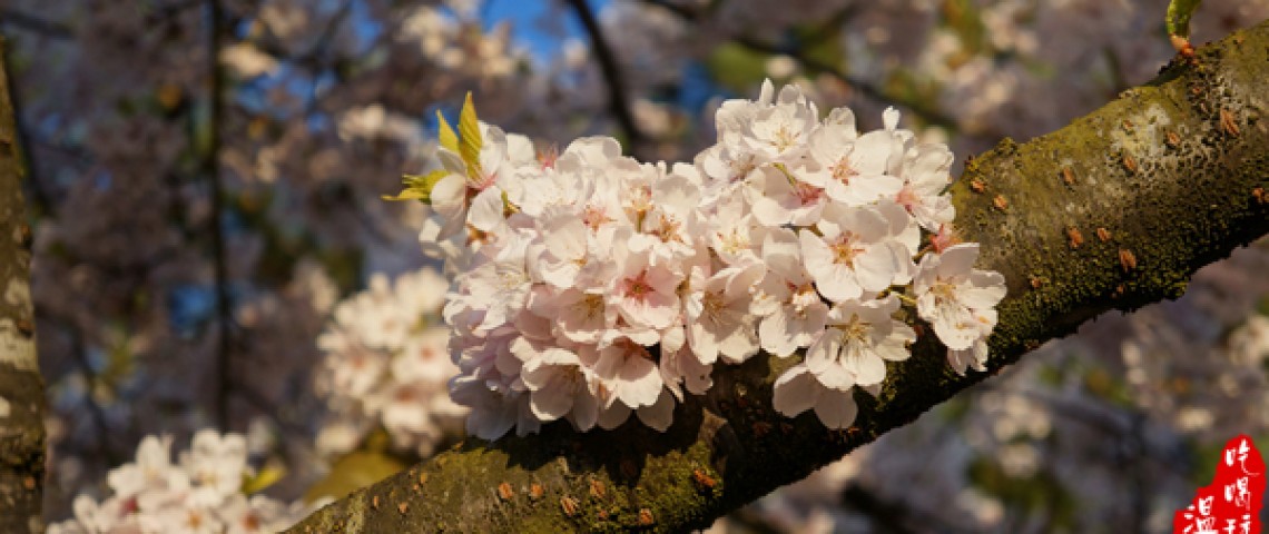 Vancouver Cherry Blossom Festival 溫哥華櫻花節 2014