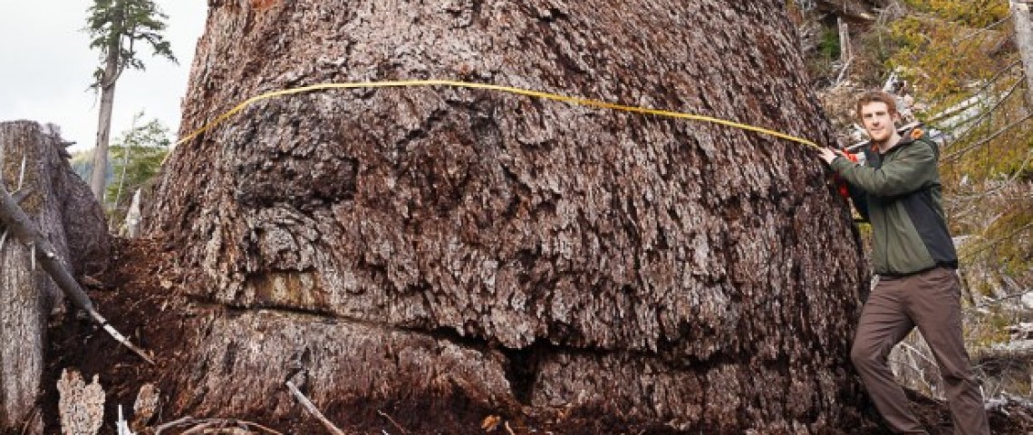溫島70米古樹 全國次高道格拉斯杉