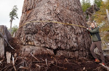 溫島70米古樹 全國次高道格拉斯杉