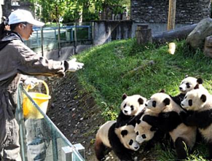 大陸全球招聘熊貓保母 標榜最有趣筍工年薪20萬包食住配座駕