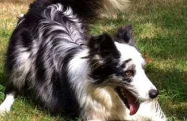 Salty – A Border Collie