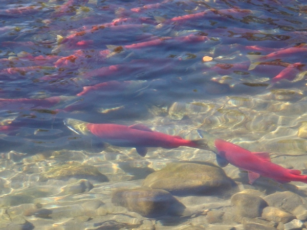 今年洄游鮭魚大增初估2300萬條