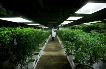 藥用大麻掀綠色淘金潮 生意額年達13億 商家爭領種植牌